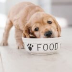 Croquettes bio pour chien (2)