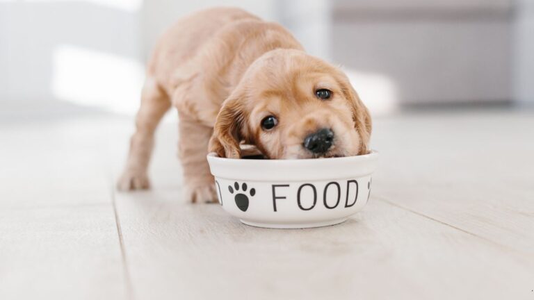 Croquettes bio pour chien (2)