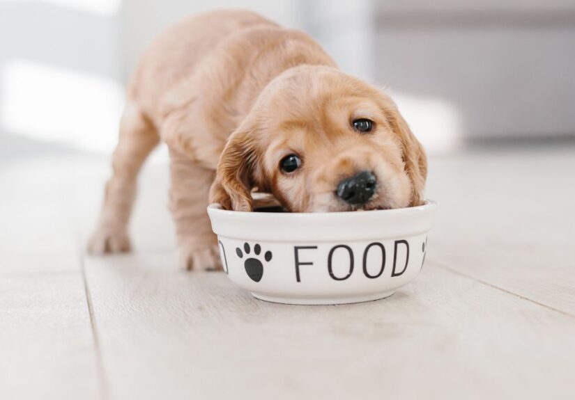 Croquettes bio pour chien (2)